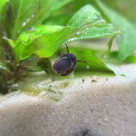 live bearing blueberry snails